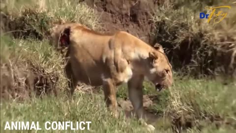 Animal Conflict