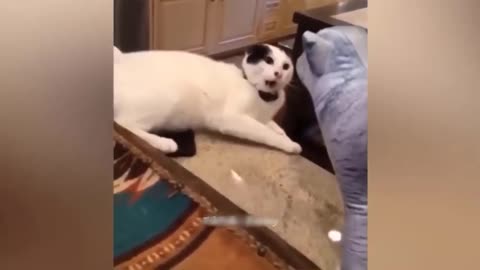 Most funny animal