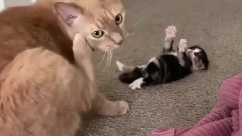 Funny cats-I give up!🙌