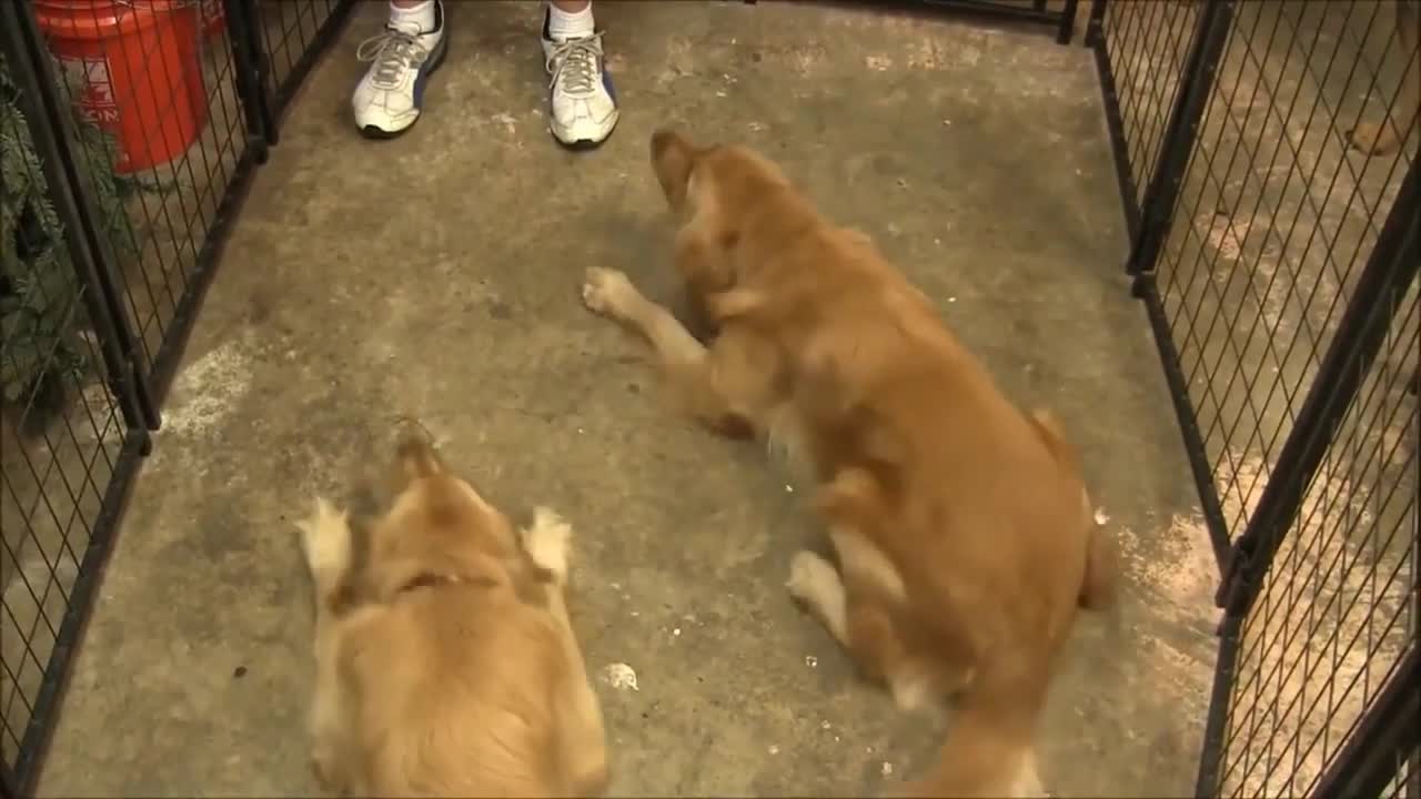 Online Dog Training! Step By Step!! Easy and Fast!