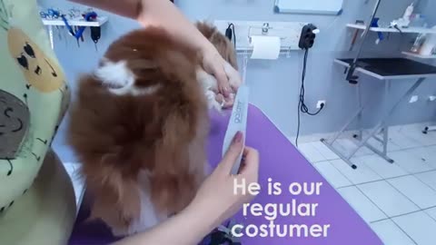 Grooming Cavalier King Charles Spaniel ⏩ (speeded up) ⏩ Bath & Haircut