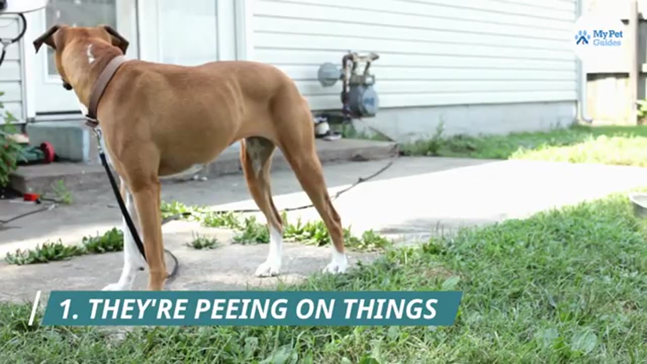 10 signs your dog hates you