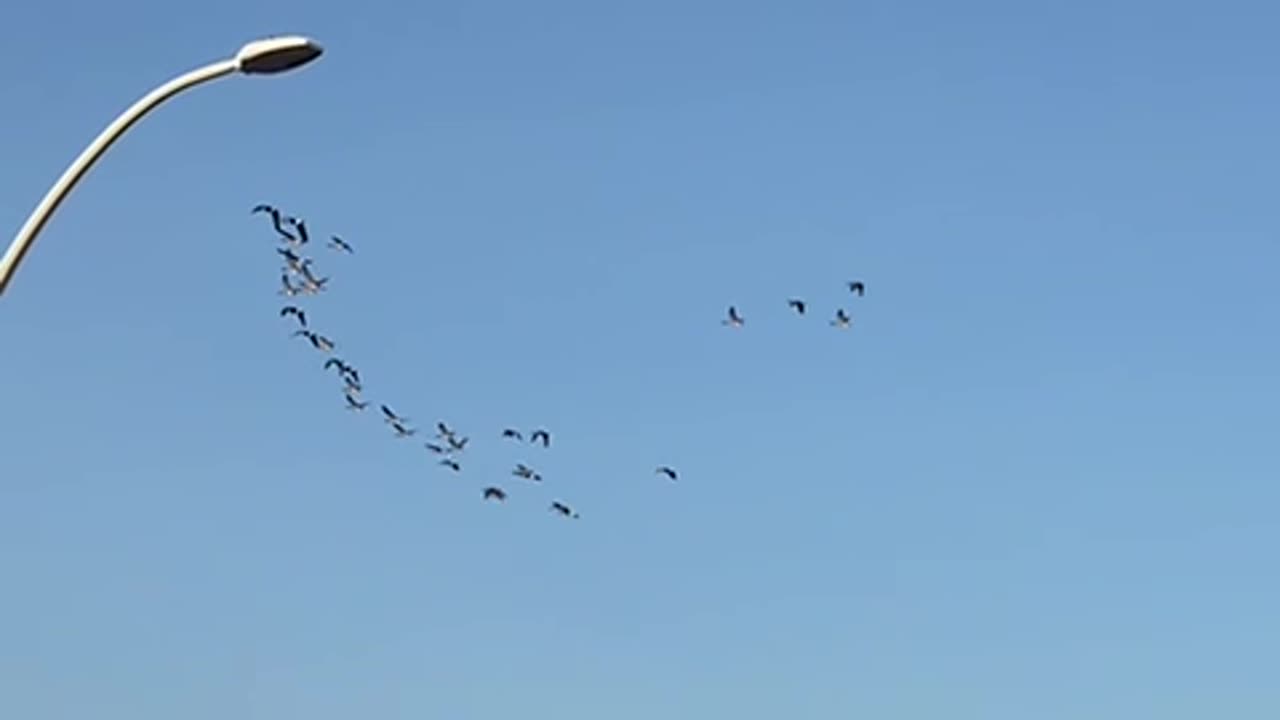 Nature and bird: Geese formation