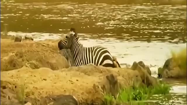 A zebra