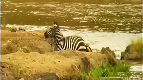 A zebra