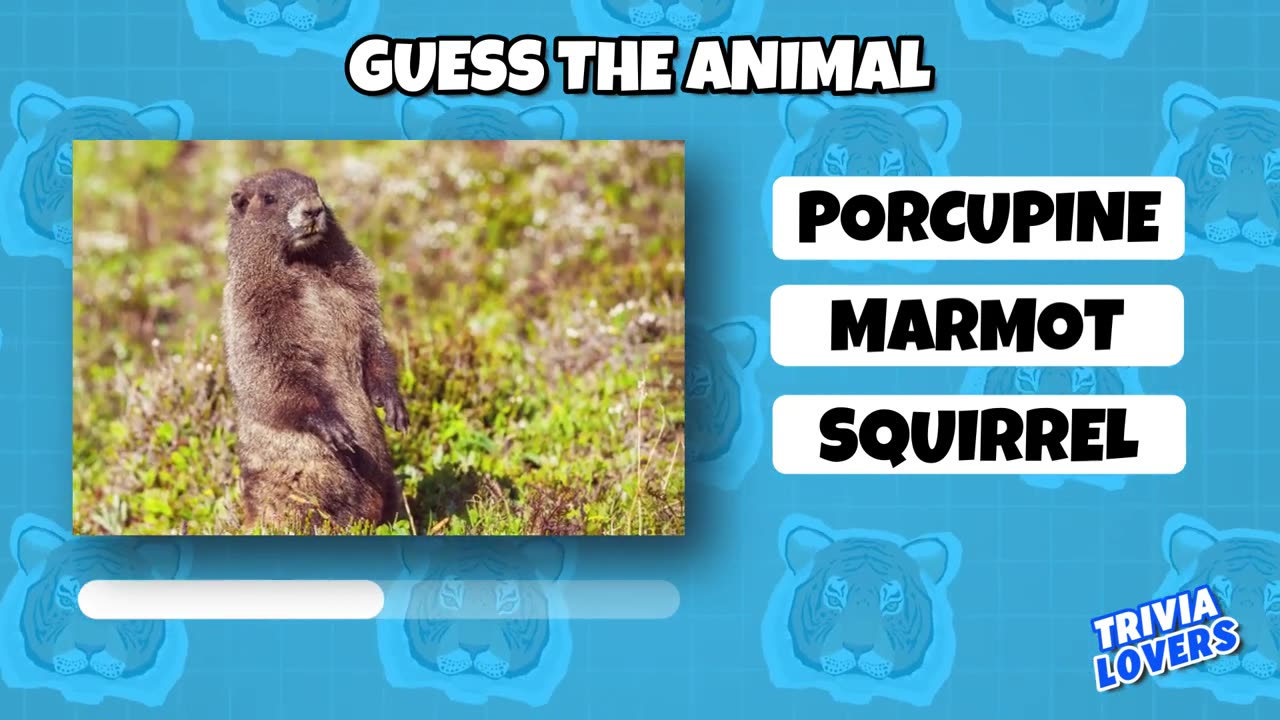 Guess the Animal Quiz 🐶🐸 Fun Facts about Animals you didn't even know - Animal Species Quiz Game