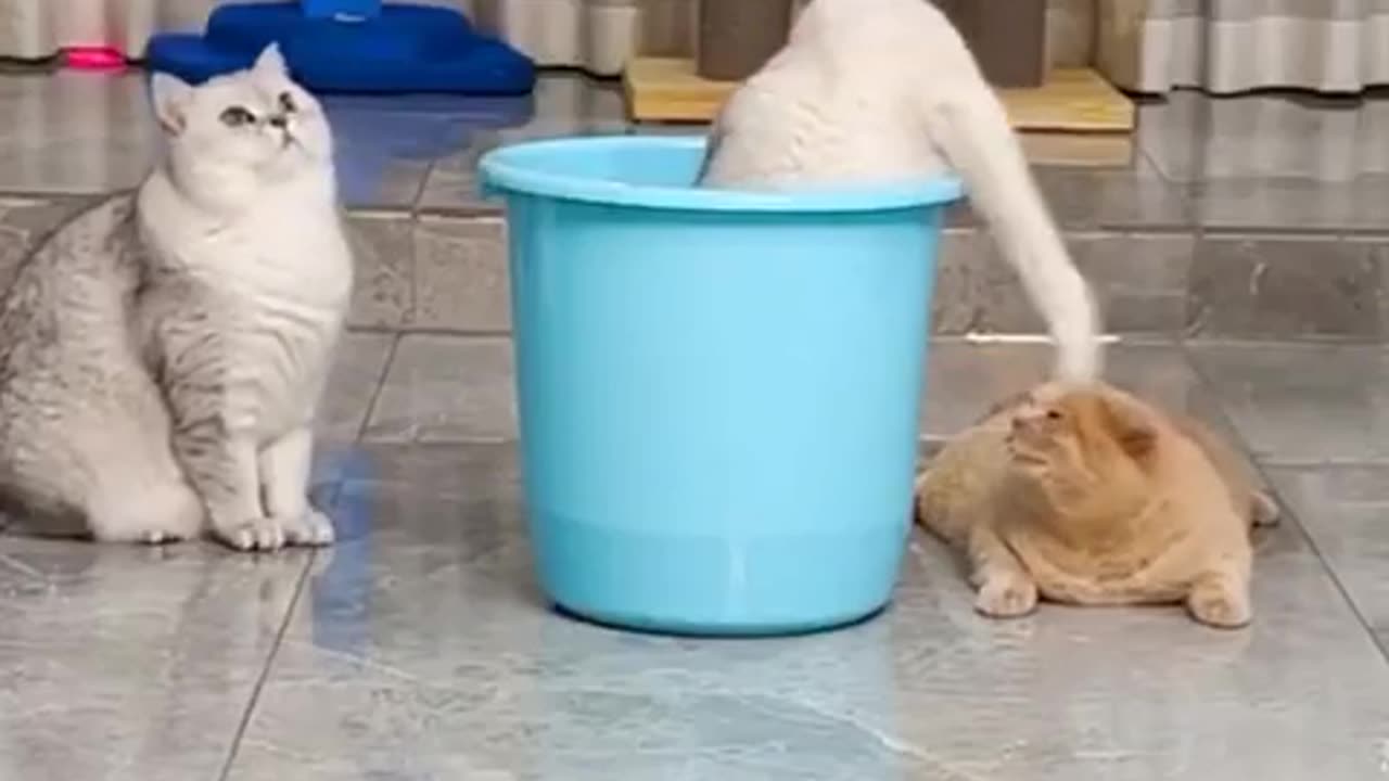 funny cats