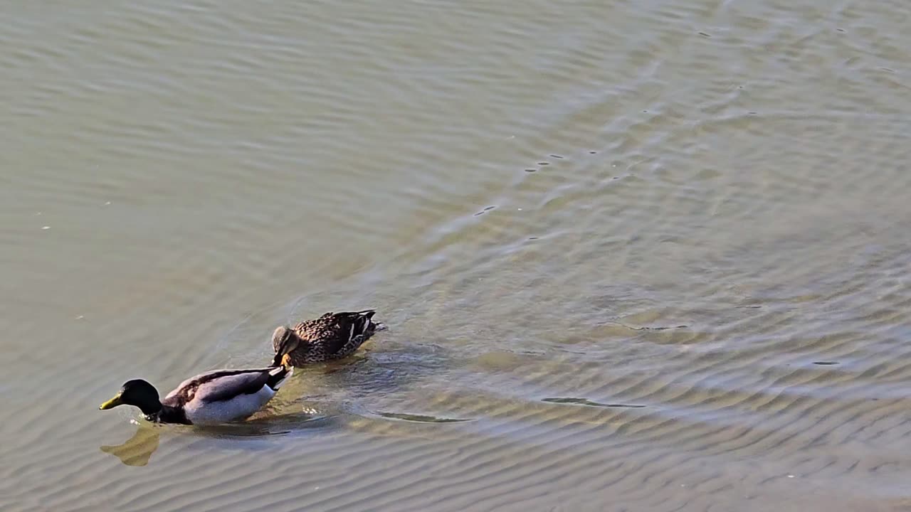 Three short duck videos / ducks by a river / beautiful water birds by a river.