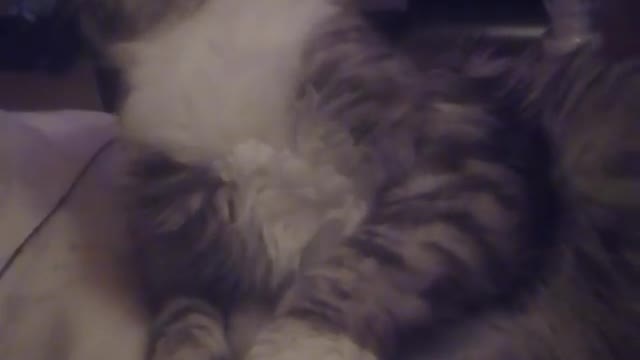 Cat gets sweet neck massage