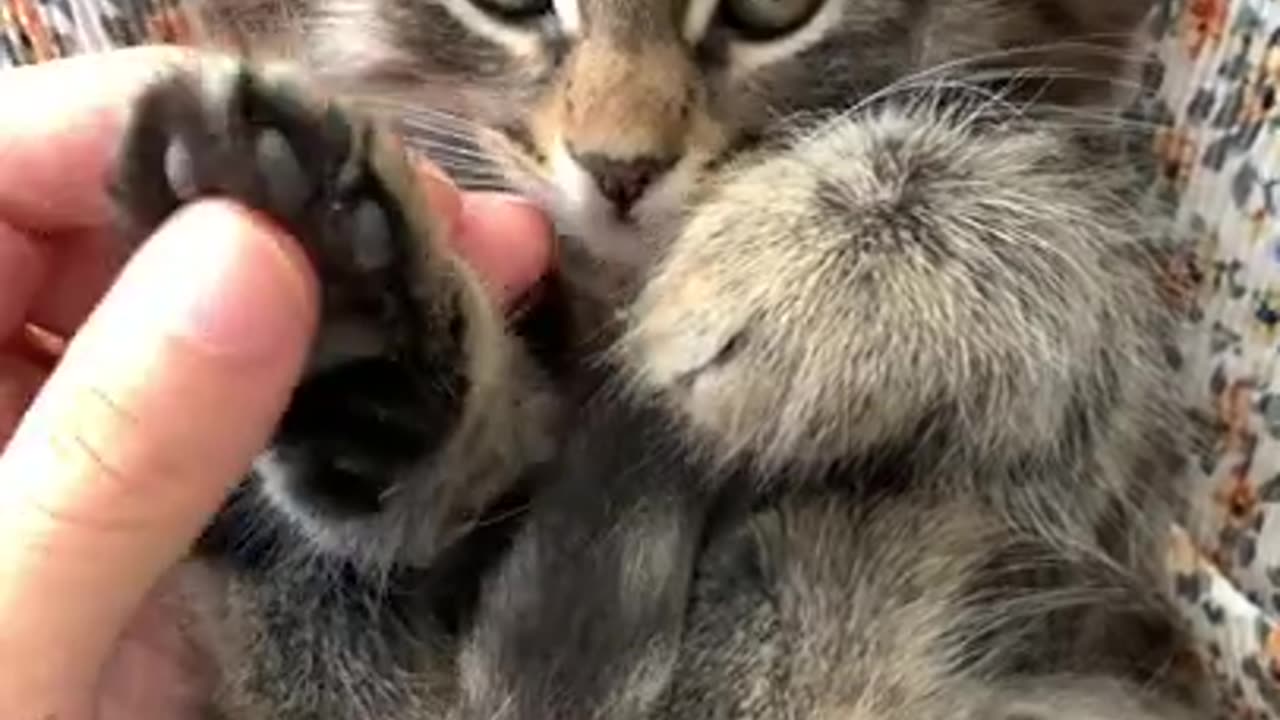 Funniest Animals - Best Of The 24 Funny Animal Video #short