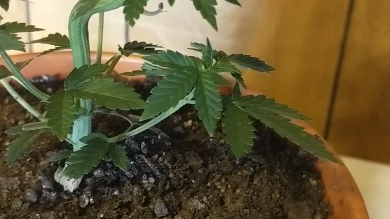 Cheap and easy grow: wk.6