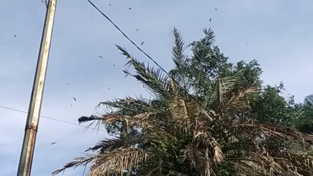 Hordes of swallows in urban areas