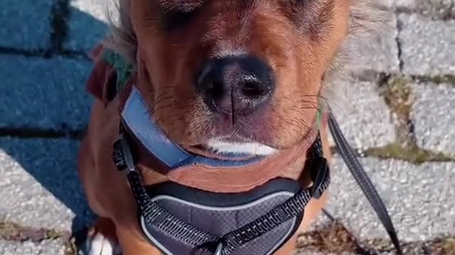 Met this cutie today 🥰