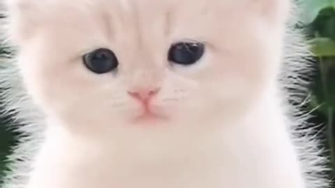 funny cat