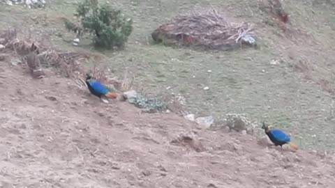 Nepali national birds (danfe)