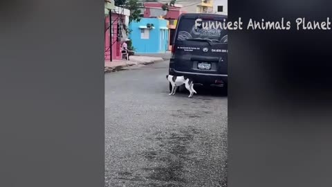 funny cats and dogs