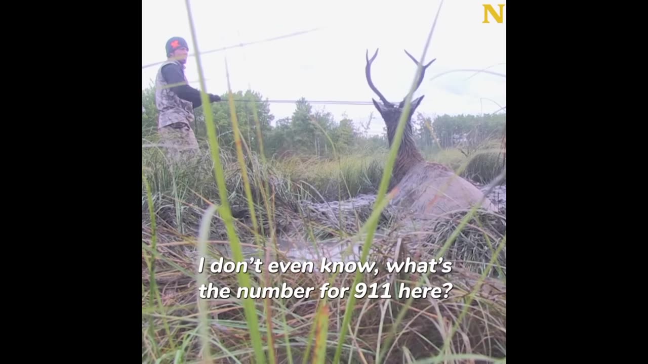 Helping a stuck bull elk in swamp extremely cold weather.