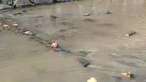 The Duck Family on an Outing Day