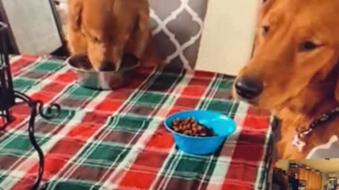 dogs eating at the dinner table its a first!!!