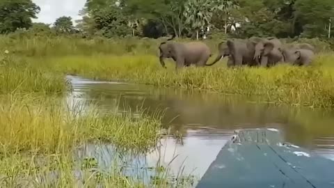 Mother Elephant Risked Her Life To Confront The Crocodile Swamp King To Take Her Baby To The River