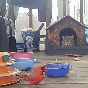 EA S72 - Cinnamin's Bird