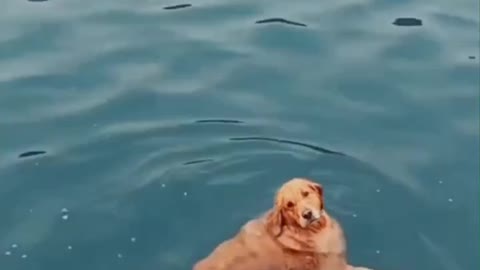# Dogs come down and cool off together
