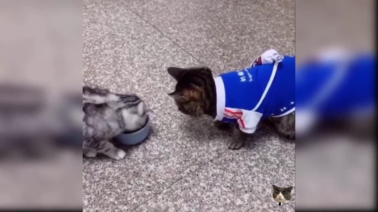 Cute cat video (39), cute and funny kitty, funny cat