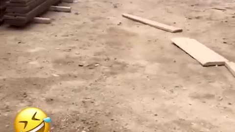 Funniest video of the year 😂🤣