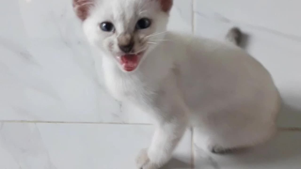 Funny cat