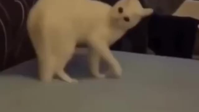 Cutest puppies ever