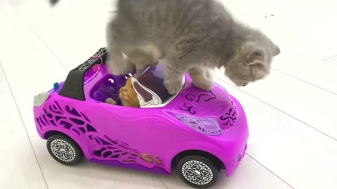Kittens found a toy car.