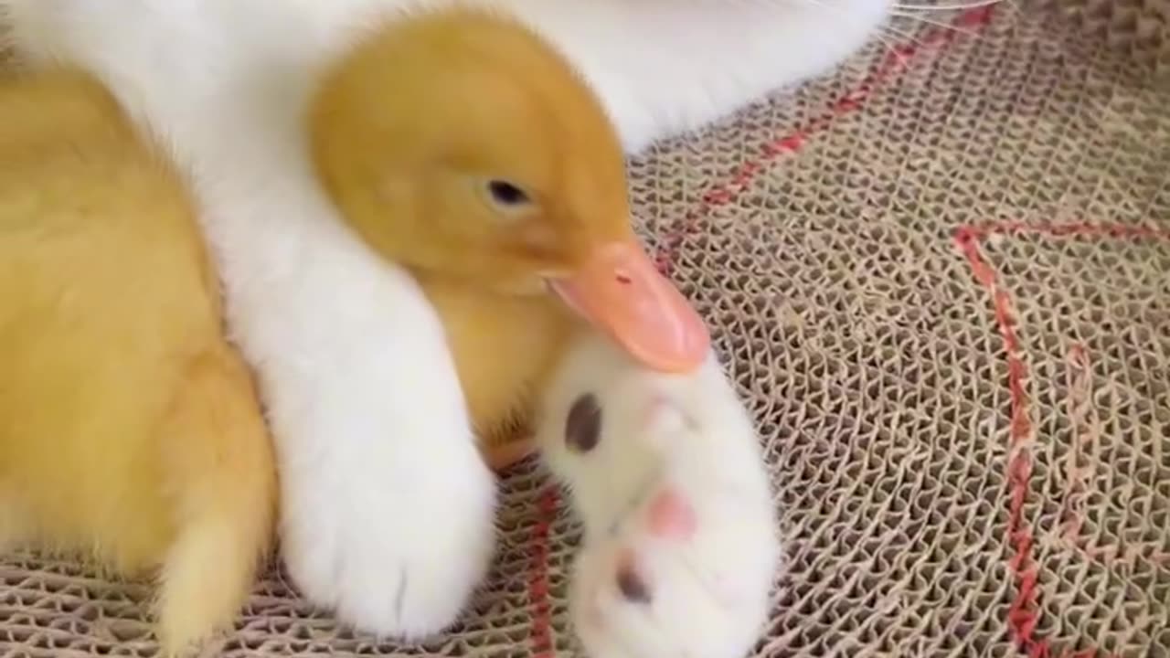 Ducklings and kittens cuddle and sleep. Cute and interesting animal video🐥