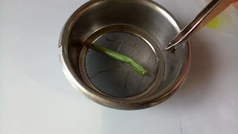 Feeding a praying mantis at home