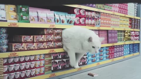 The funniest 😂 advertising with Cat 🐱