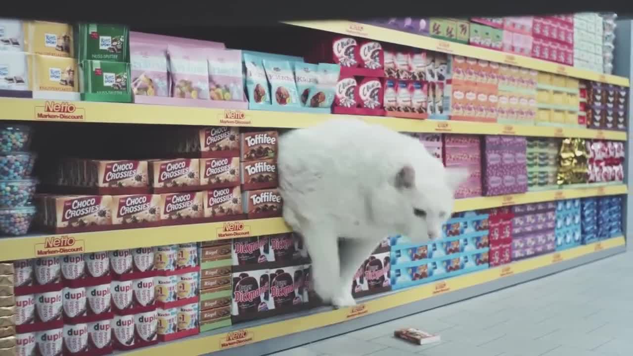The funniest 😂 advertising with Cat 🐱