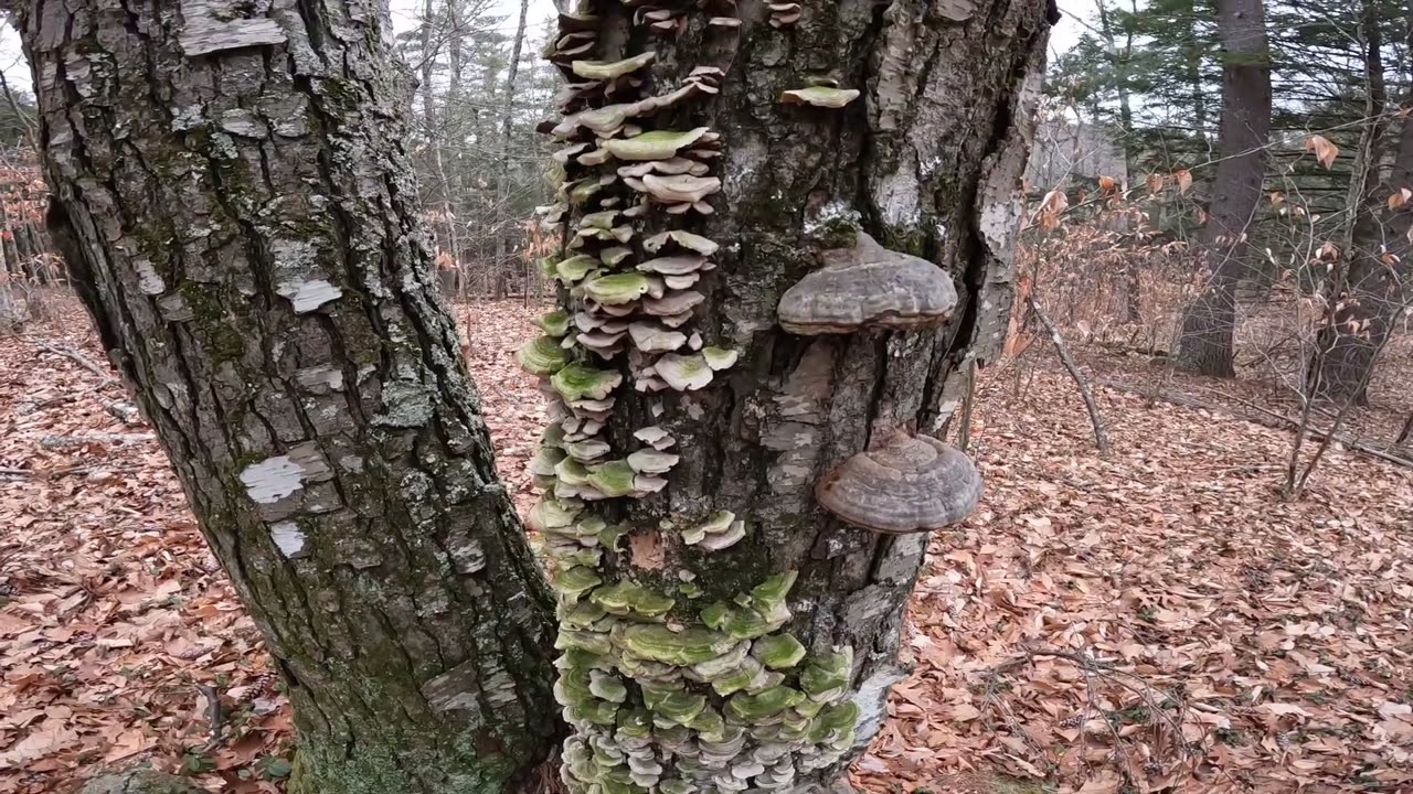 Mushrooms