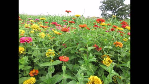 Celebrate Friendship Zinnia Sept 2021