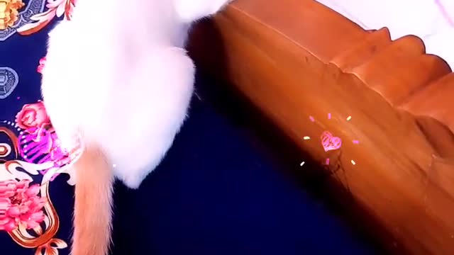 Baby Cats - Cute and Funny Cat Videos Compilation #6