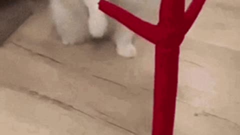 Cute Cat Gif