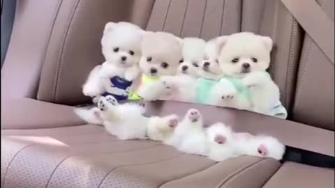 Cute puppies buckle up for car ride~