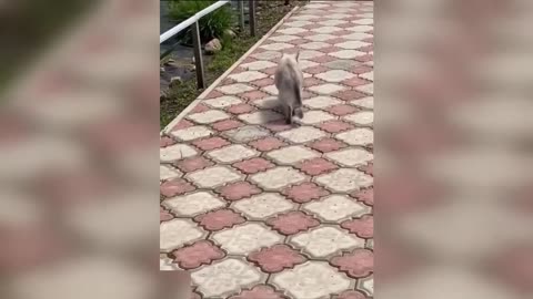 cute pets funny videos