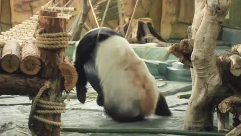 The giant panda