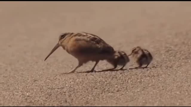 Funny Animals Series 132