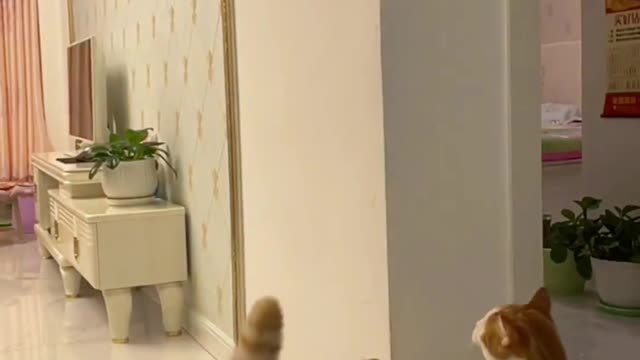 Animal instintc