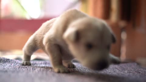 BABY DOG