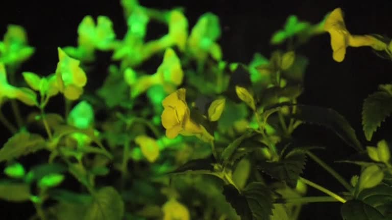 Genetically altered glowing flower on display in Tokyo