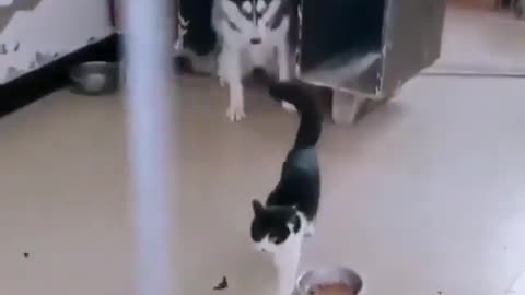 Funny cat and dog