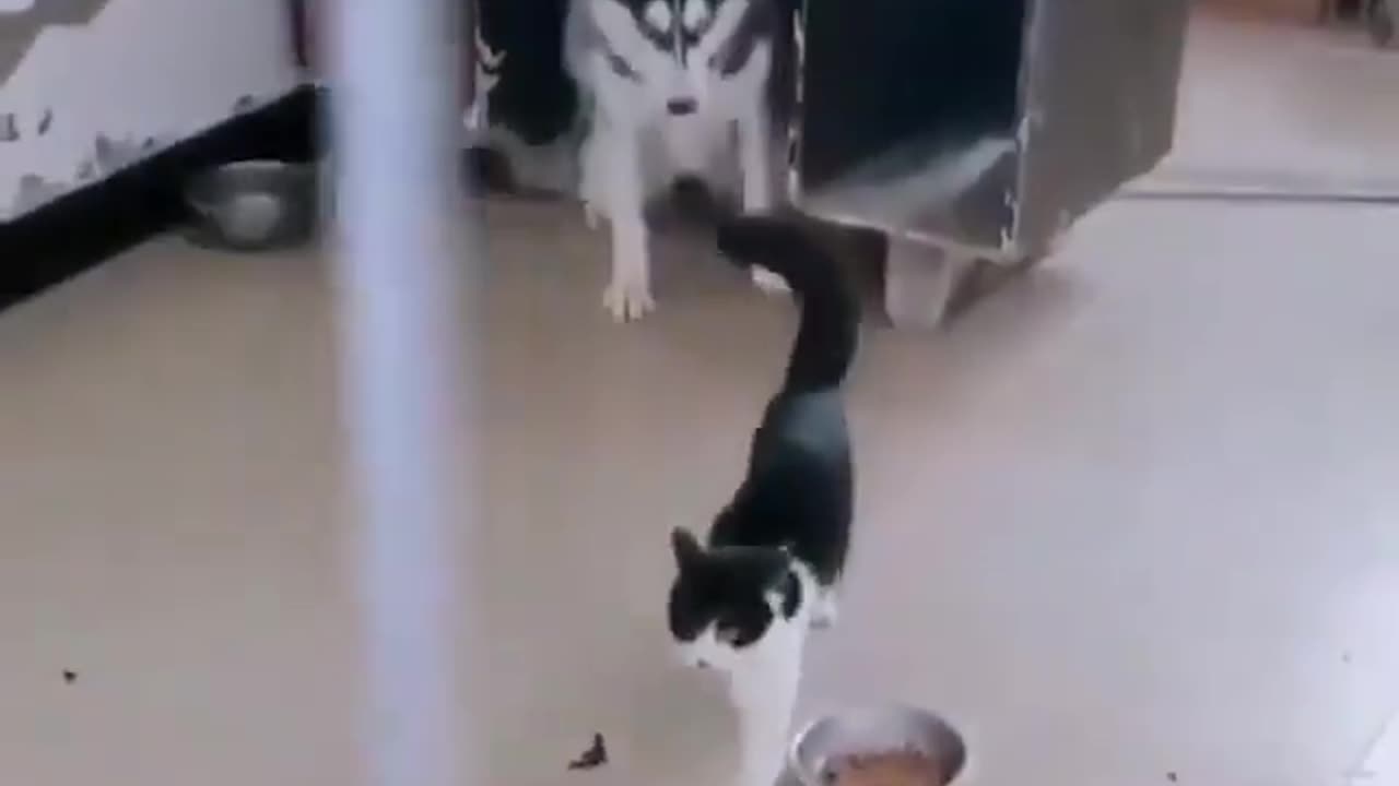 Funny cat and dog