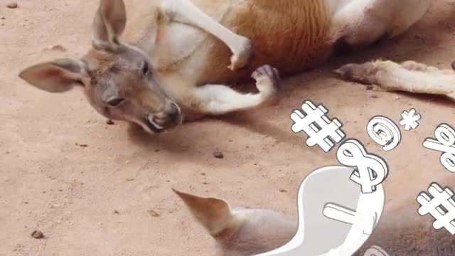 This life is getting old # Kangaroo