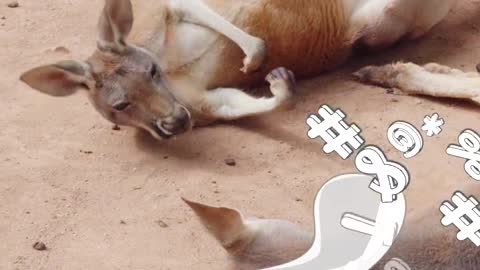 This life is getting old # Kangaroo